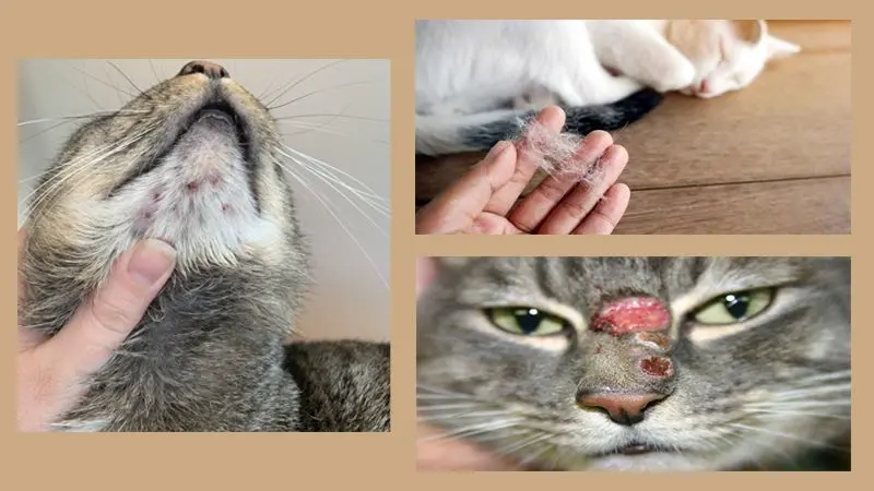 Nguyên Nhân Bệnh Nấm Ở Mèo 
