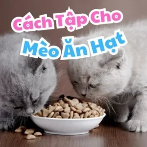 Cách Tập Cho Mèo Ăn Hạt