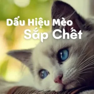 Dấu Hiệu Mèo Sắp Chết