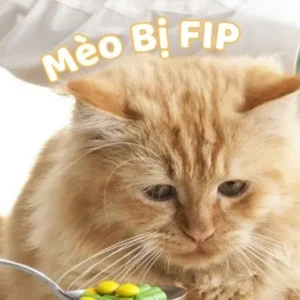 Mèo Bị FIP