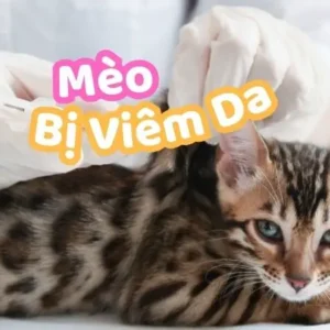 Mèo Bị Viêm Da