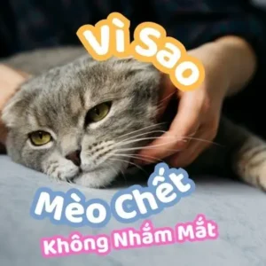 Vì Sao Mèo Chết Không Nhắm Mắt