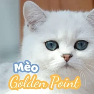 Mèo Golden Point