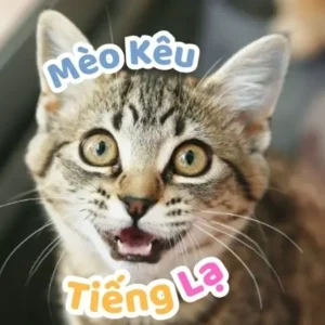 Mèo Kêu Tiếng Lạ