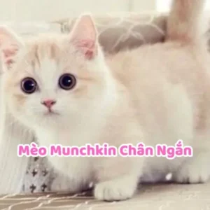 Mèo Munchkin Chân Ngắn