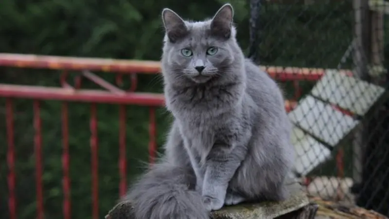 Đặc Điểm Mèo Nga Lông Dài 