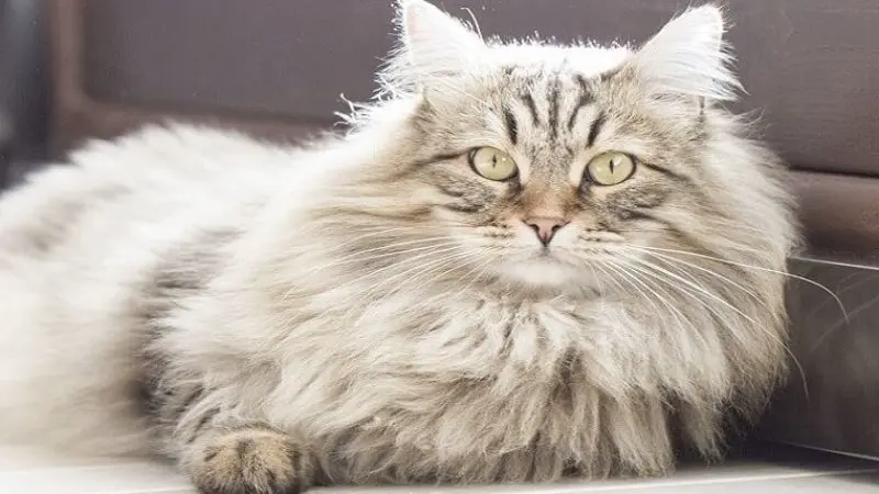 Mèo Nga Lông Dài Là Giống Mèo Gì? 