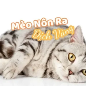 Mèo Nôn Ra Dịch Vàng