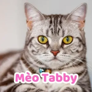 Mèo Tabby