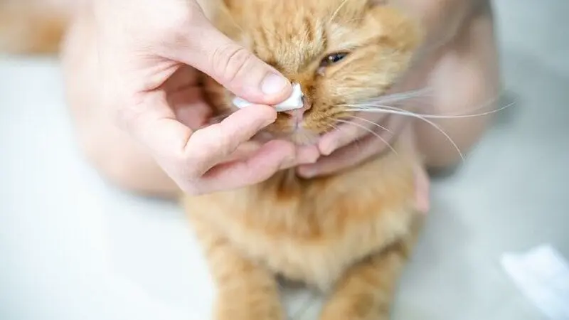Cách Điều Trị Và Chăm Sóc Khi Mèo Thở Khò Khè 