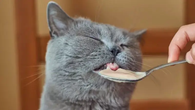 Mèo Ăn Súp Thưởng Cho Mèo Có Tốt Không? 
