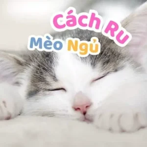 Cách Ru Mèo Ngủ