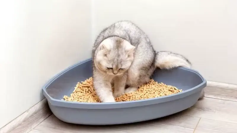 Mèo Đi Vệ Sinh Không Lấp Cát