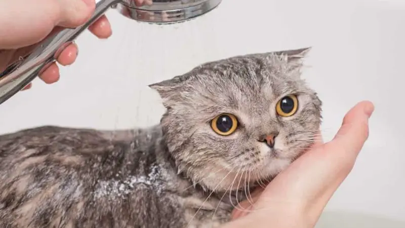 Cách Tắm Cho Mèo Con 1 Tháng Tuổi