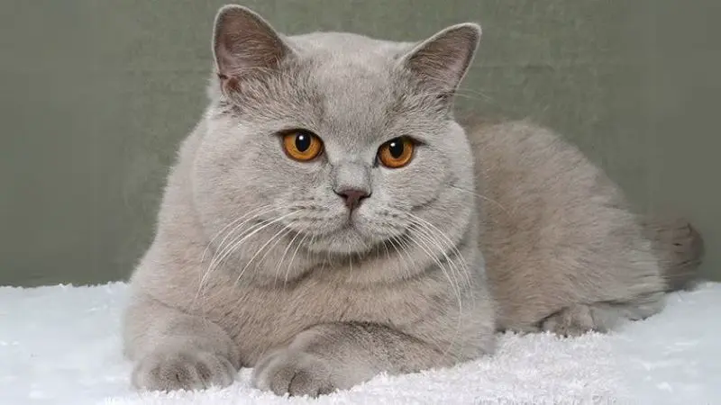 Mèo Anh Lông Ngắn Màu Lilac Là Mèo Gì? 