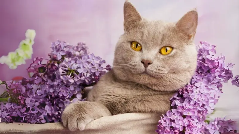Giá Bán Mèo Màu Lilac Anh Lông Ngắn 