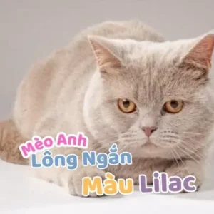 Mèo Anh Lông Ngắn Màu Lilac