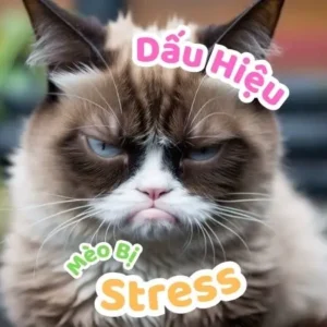 Dấu Hiệu Mèo Bị Stress