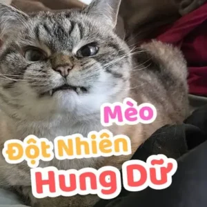 Mèo Đột Nhiên Hung Dữ