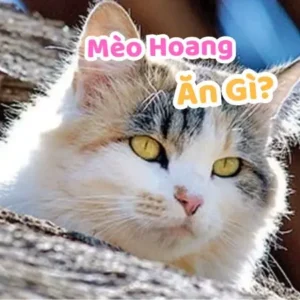 Mèo Hoang Ăn Gì?