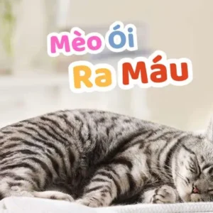 Mèo Ói Ra Máu