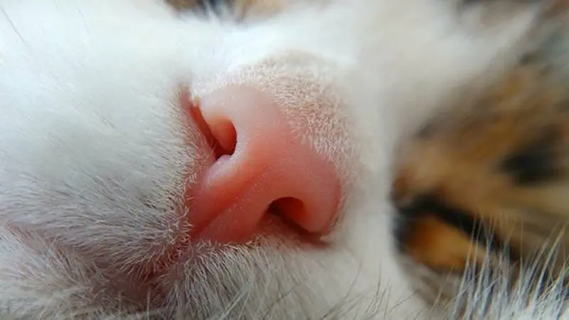 Mũi Mèo Bị Khô