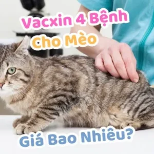 Vacxin 4 Bệnh Cho Mèo Giá Bao Nhiêu?